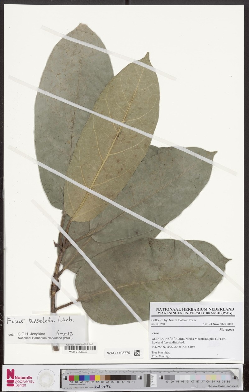 Ficus tesselata photo 5