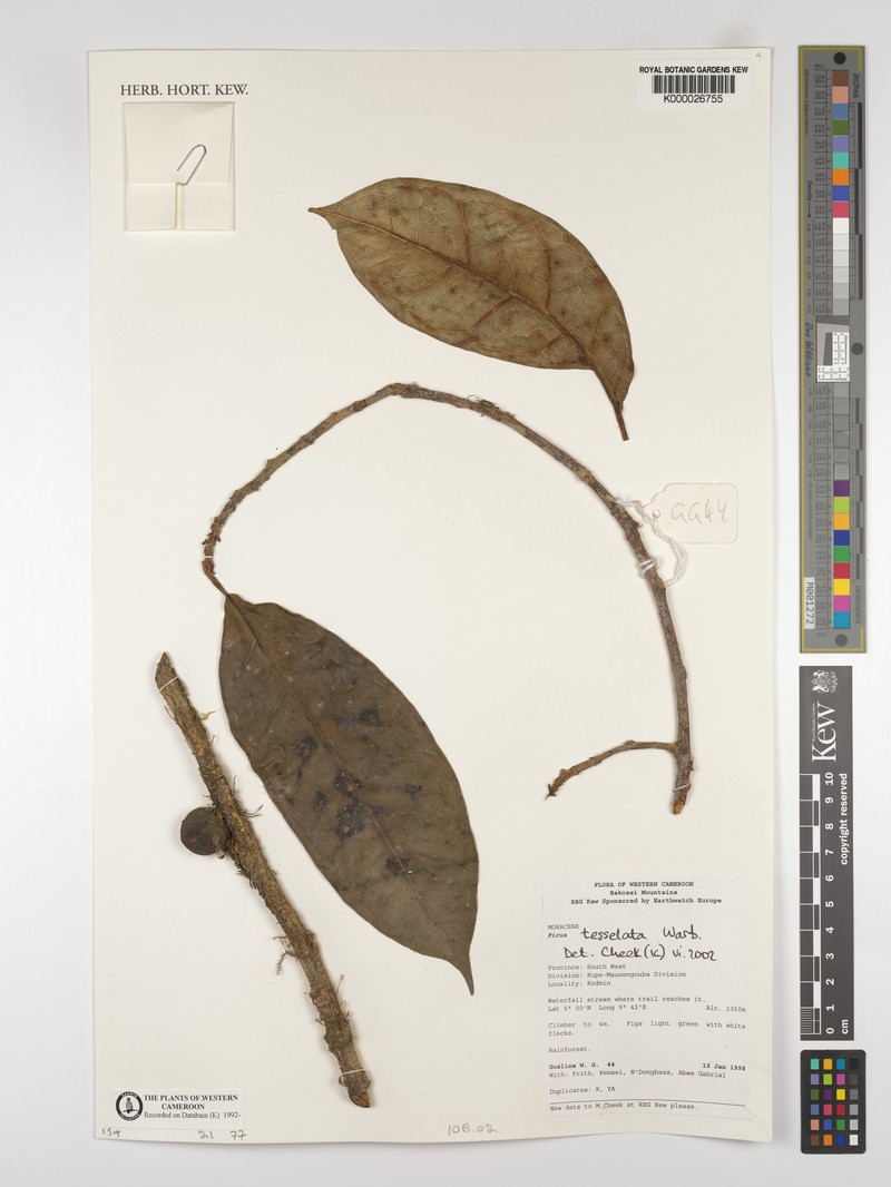 Ficus tesselata photo 6