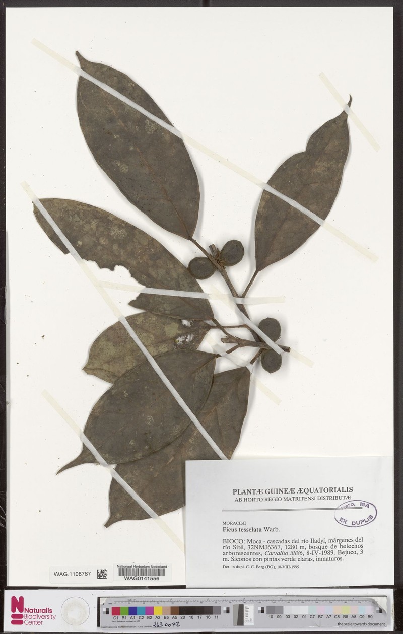 Ficus tesselata photo 7