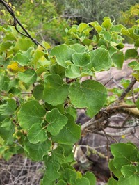 Ficus tettensis