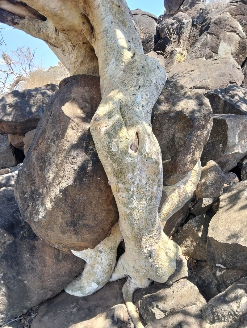 Ficus tettensis photo 2
