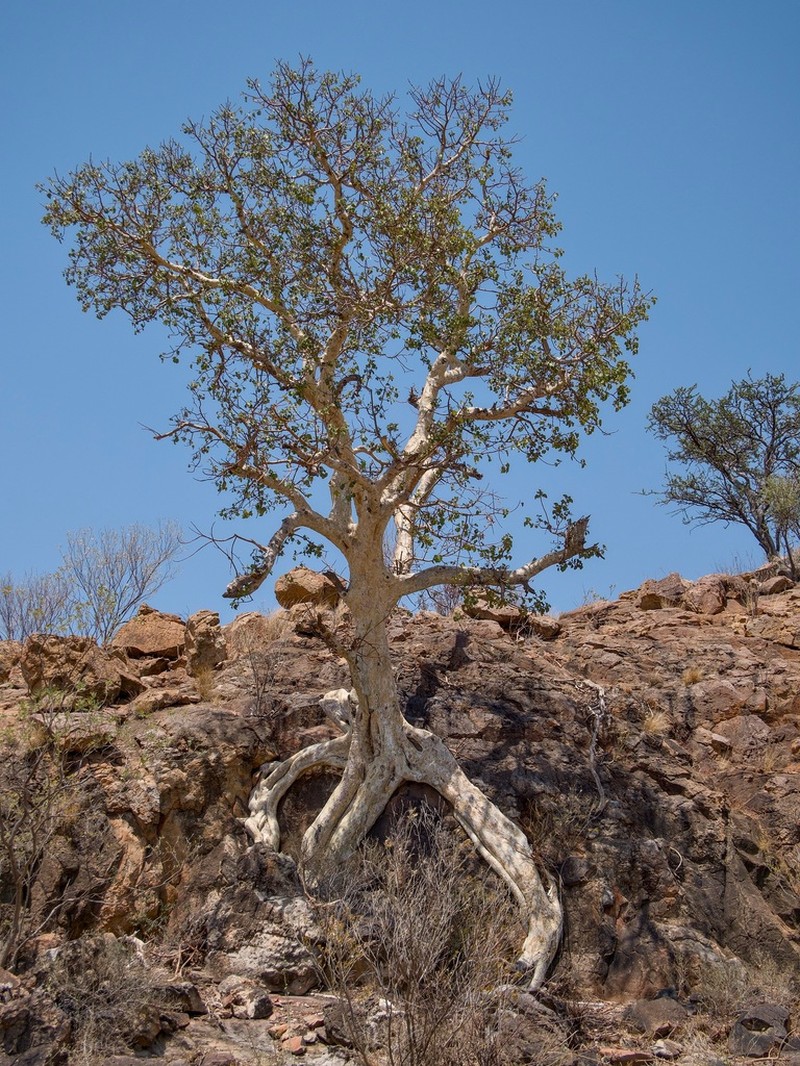 Ficus tettensis photo 3