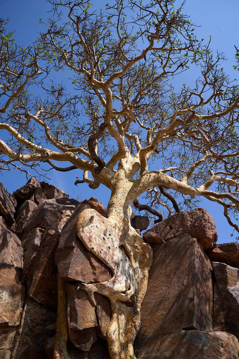 Ficus tettensis photo 4