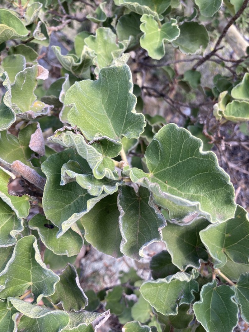 Ficus tettensis photo 6