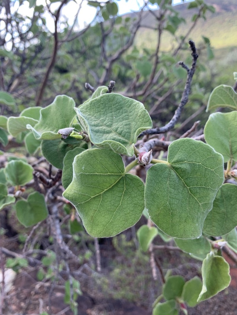 Ficus tettensis photo 7