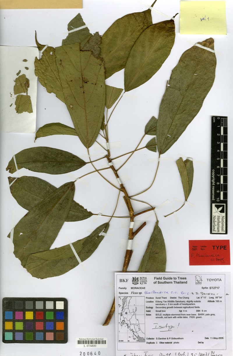 Ficus thailandica