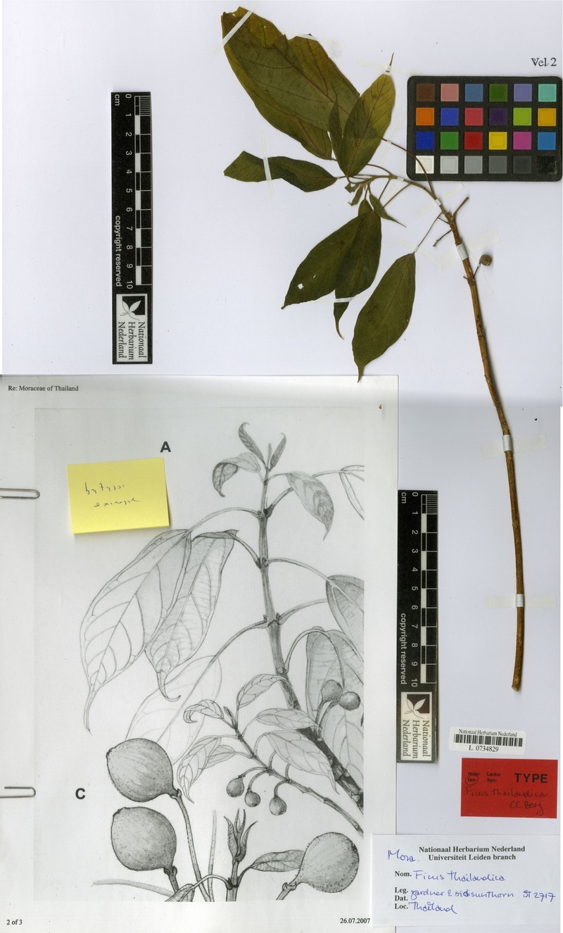 Ficus thailandica photo 2