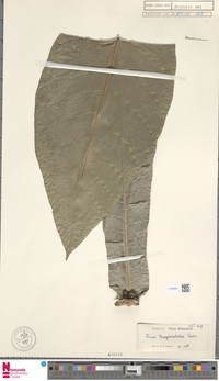 Ficus theophrastoides