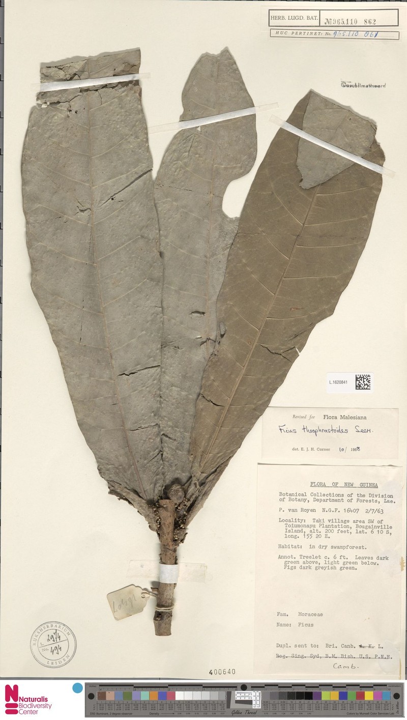Ficus theophrastoides photo 2