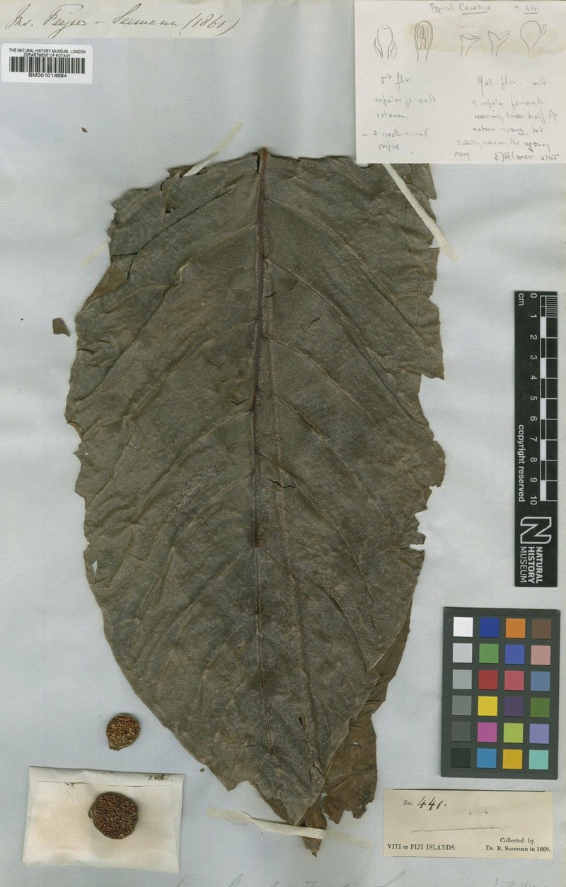 Ficus theophrastoides photo 4