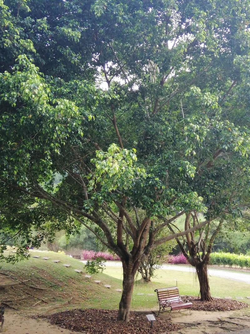 Fig
