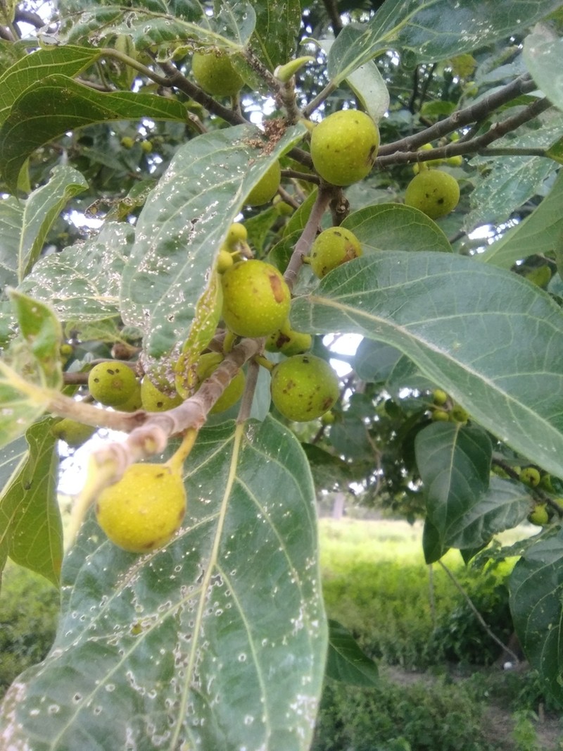 Fig photo 2