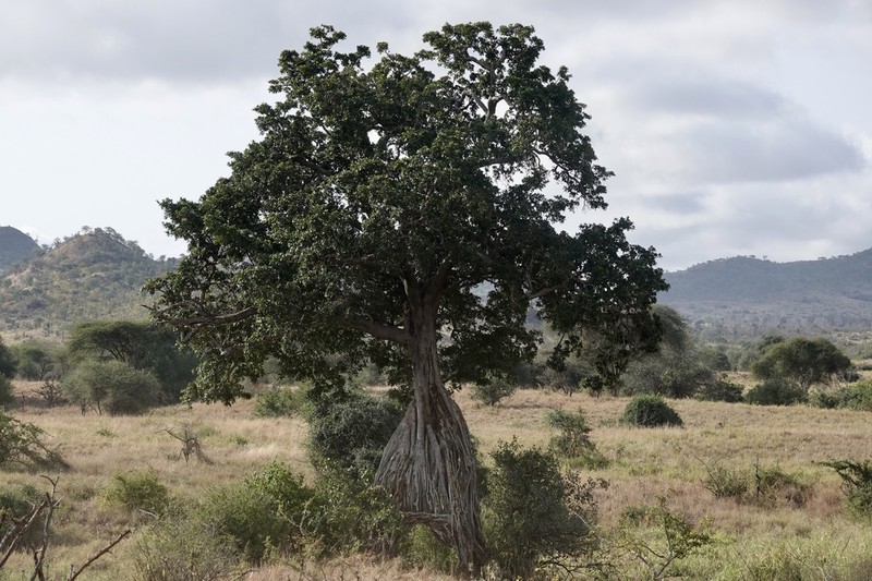 Fig photo 3