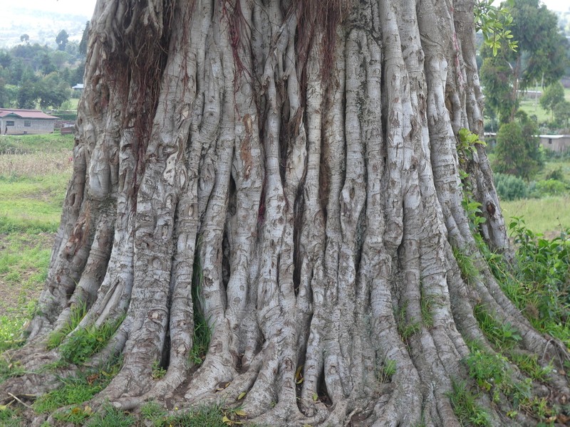 Fig photo 4