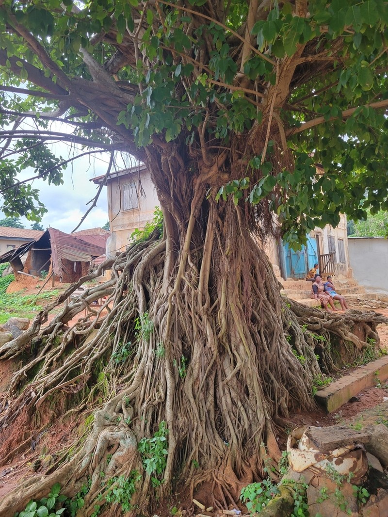 Fig photo 5