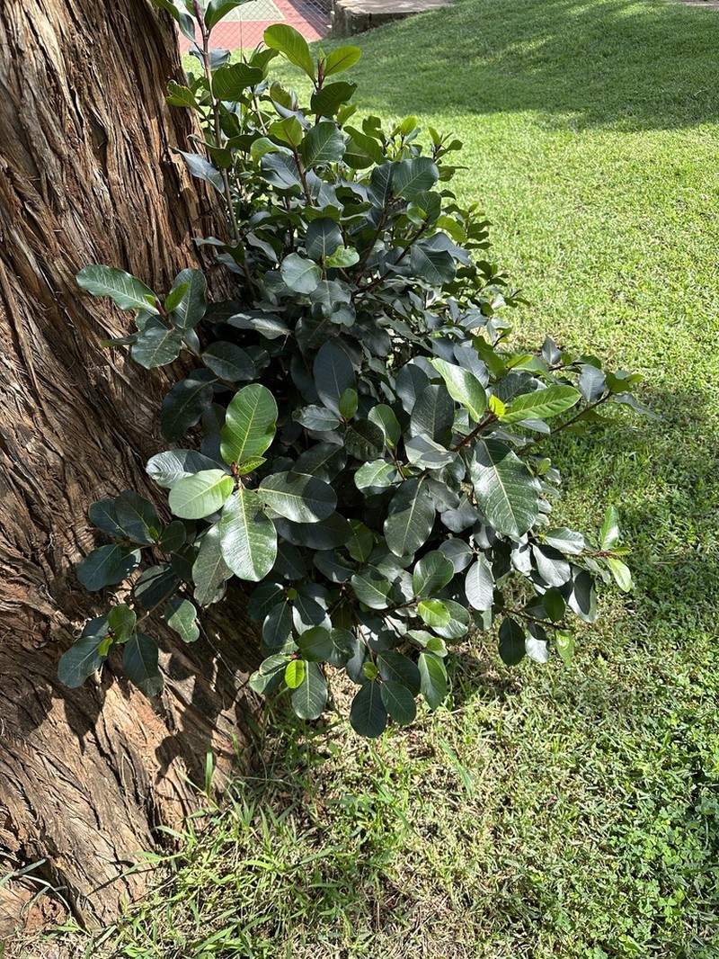 Fig photo 6