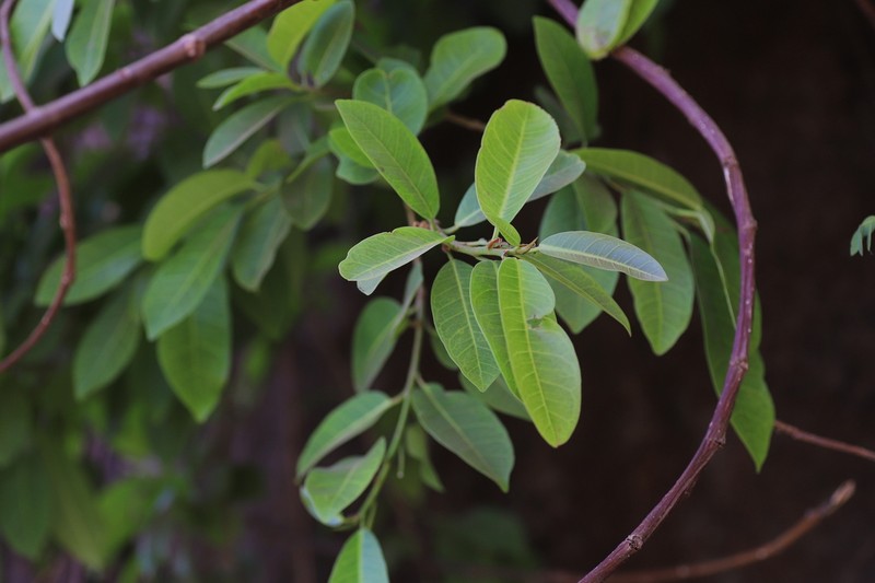 Fig photo 7