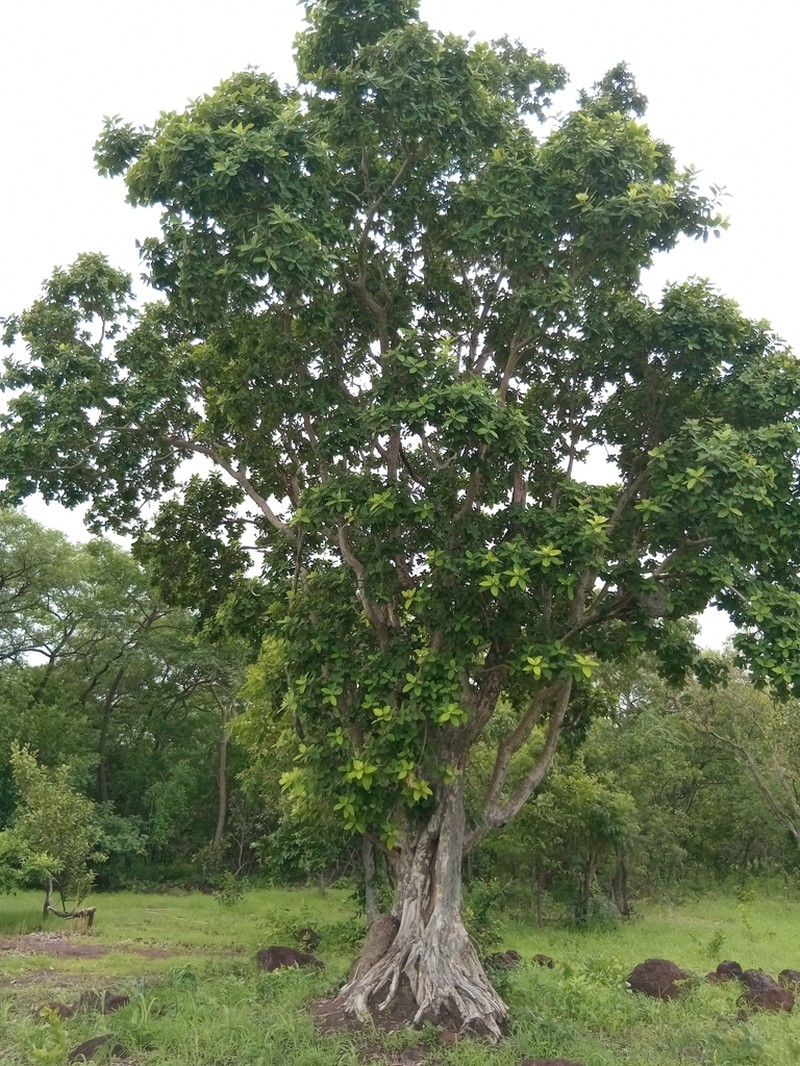 Fig photo 8