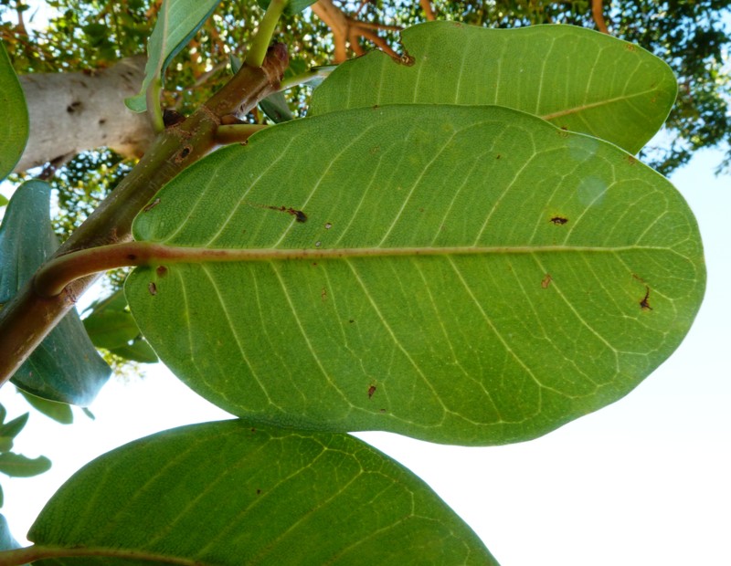 Fig photo 5