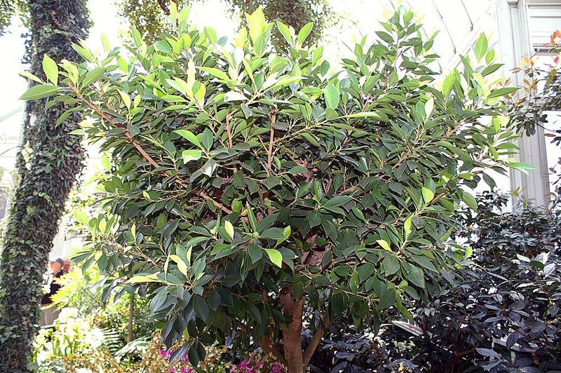 Fig photo 2