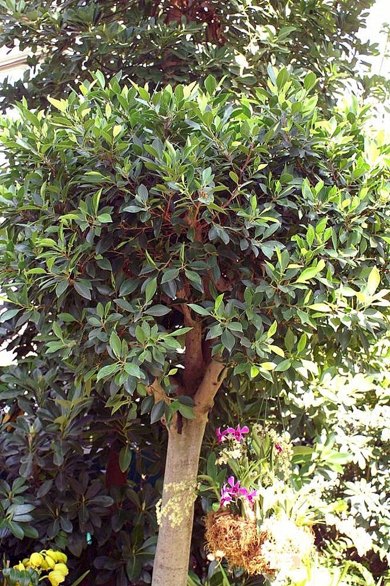 Fig photo 3