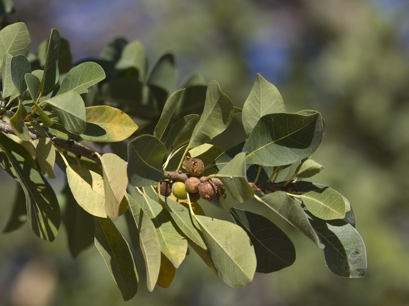 Fig photo 4
