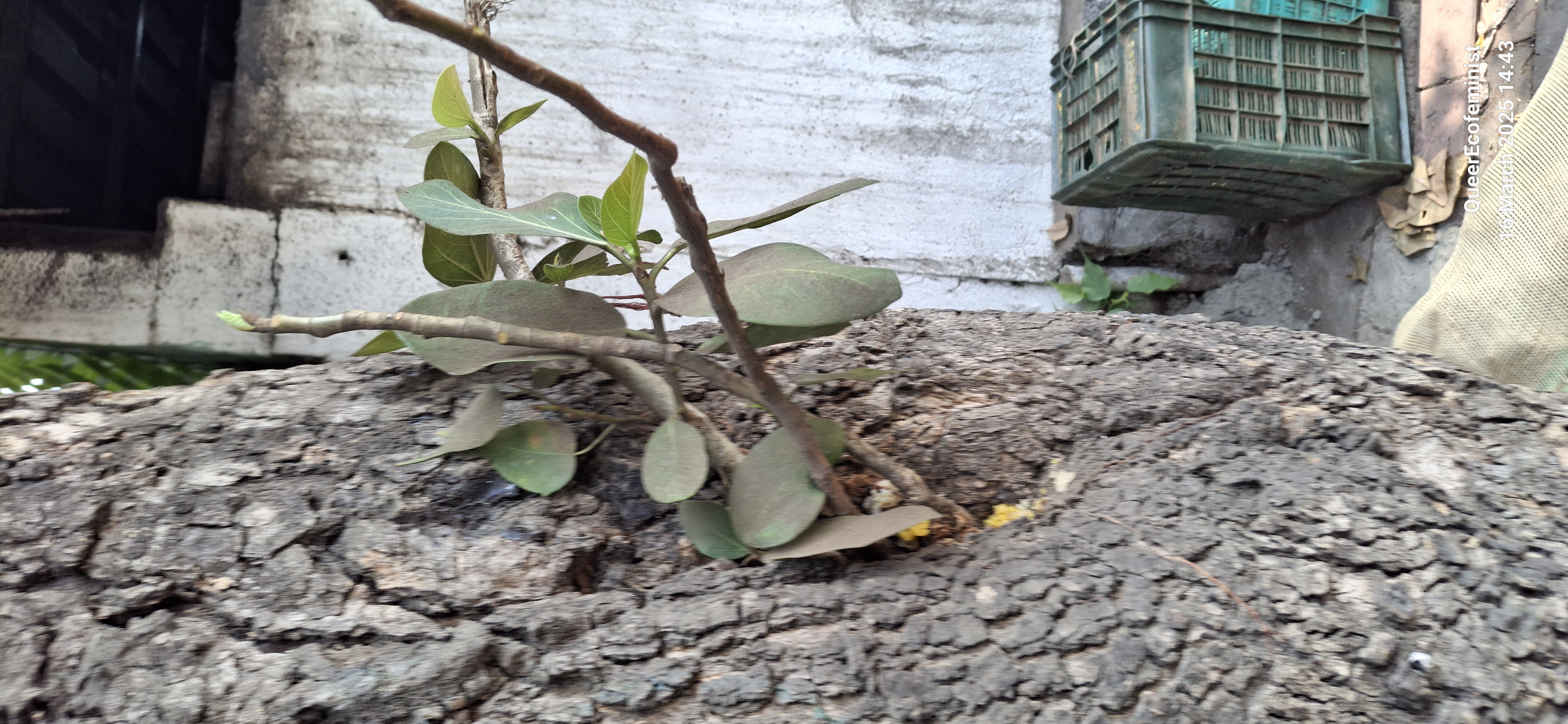 Fig photo 6