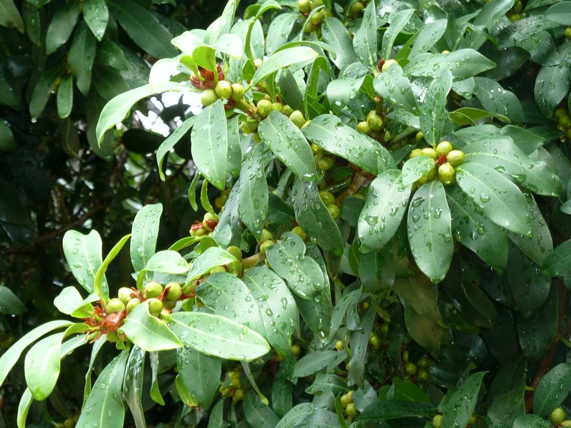 Fig photo 7