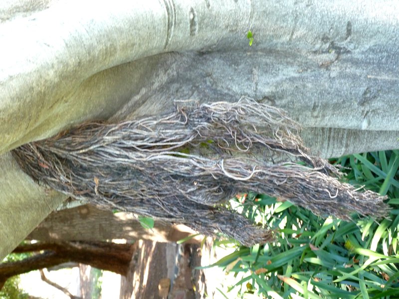 Fig photo 8