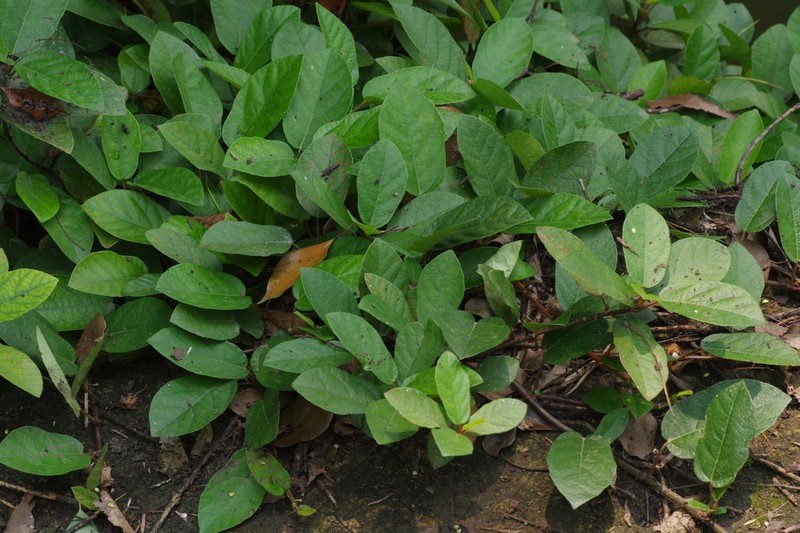 Ficus tikoua