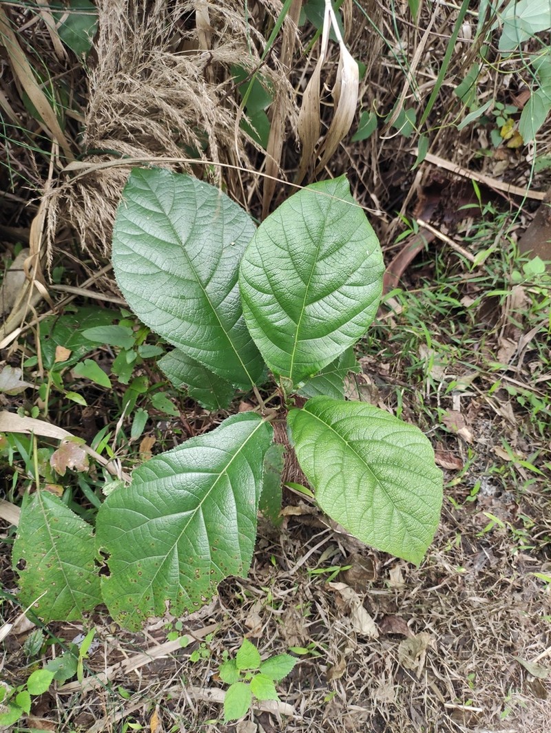 Ficus tikoua photo 2