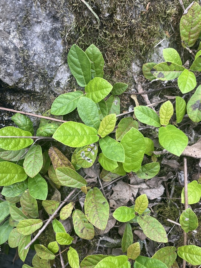 Ficus tikoua photo 3