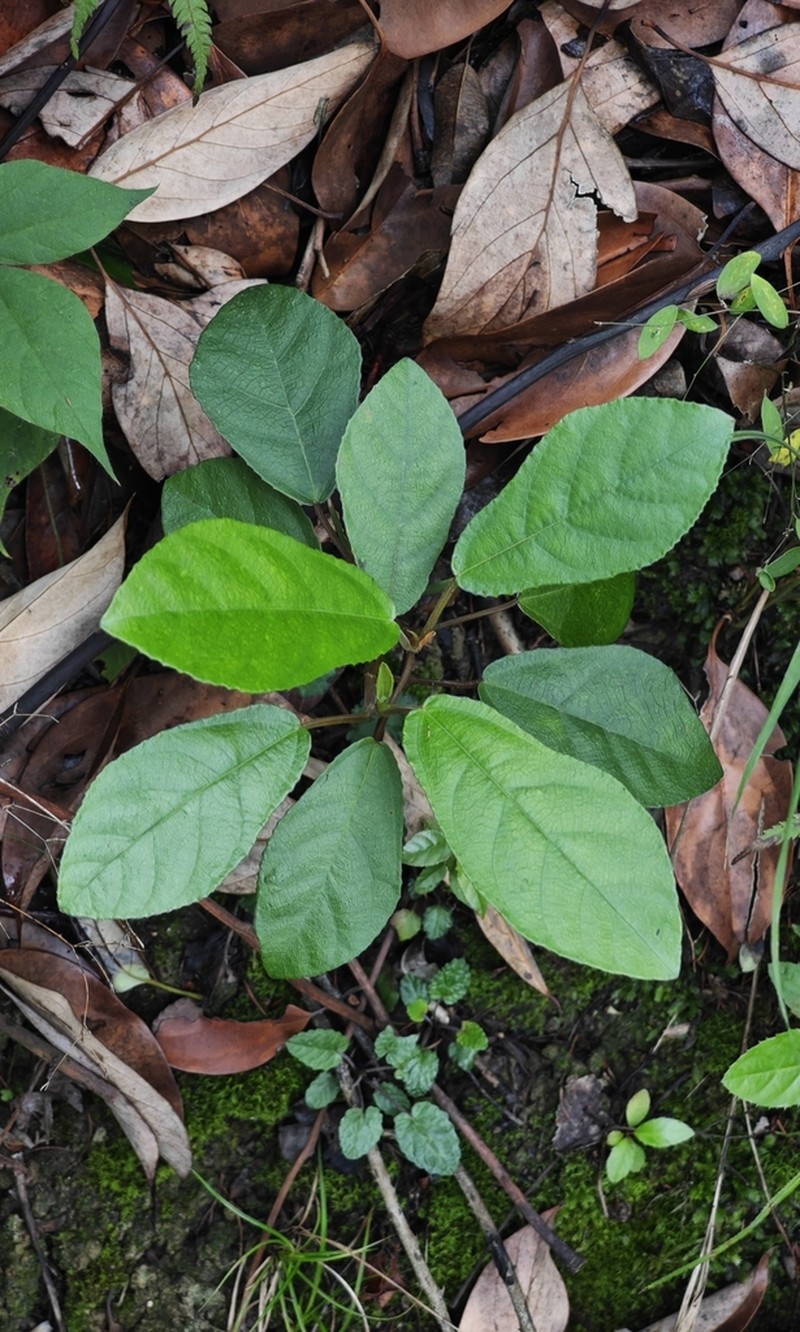 Ficus tikoua photo 4