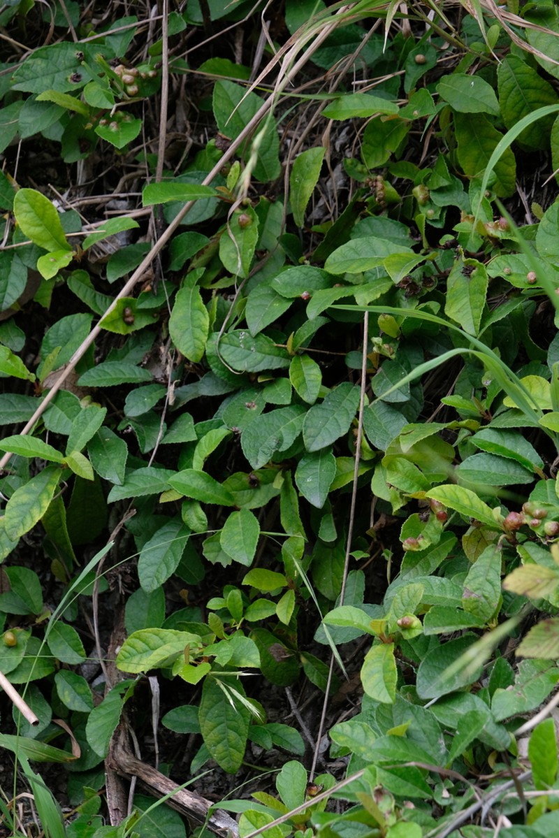 Ficus tikoua photo 5