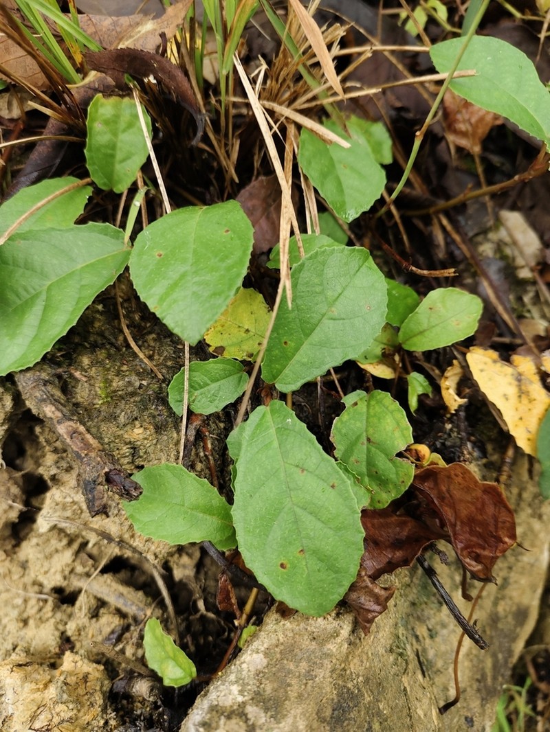 Ficus tikoua photo 6