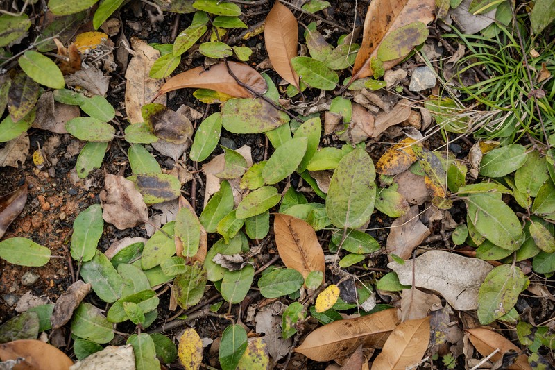 Ficus tikoua photo 7