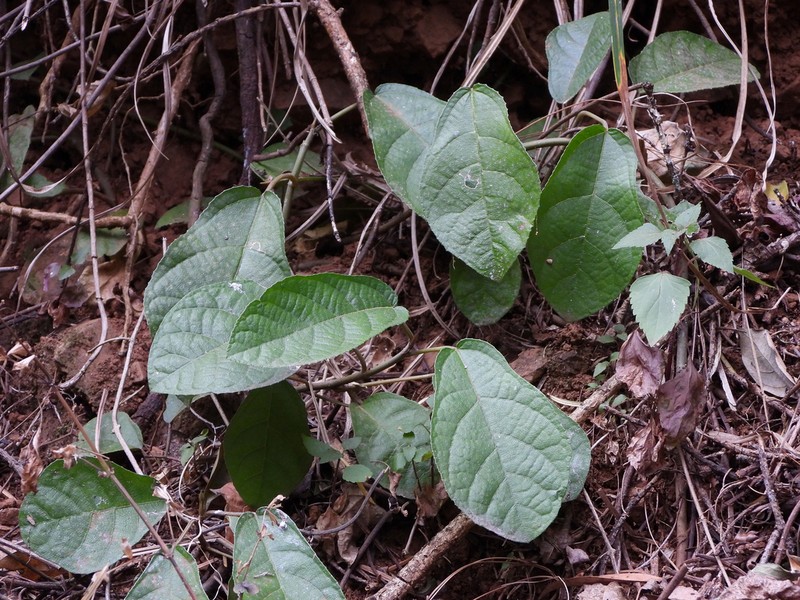 Ficus tikoua photo 8