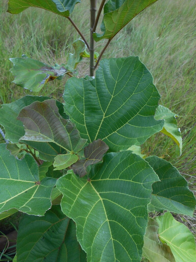 Ficus tiliifolia