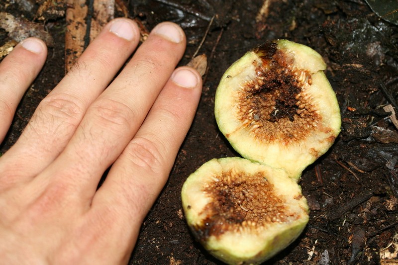 Ficus tiliifolia photo 2