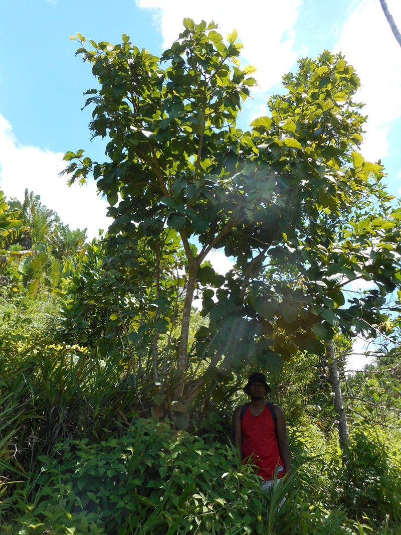 Ficus tiliifolia photo 4