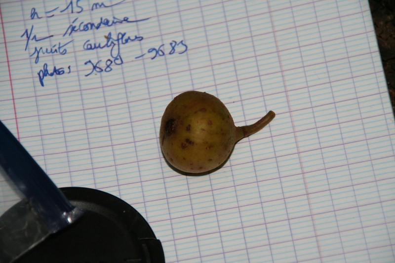 Ficus tiliifolia photo 5