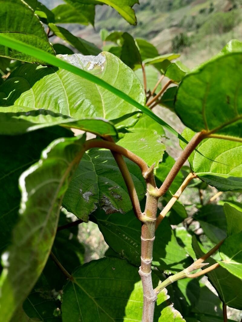 Ficus tiliifolia photo 6
