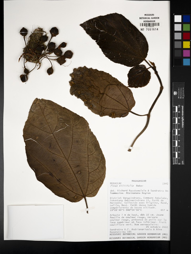 Ficus tiliifolia photo 7