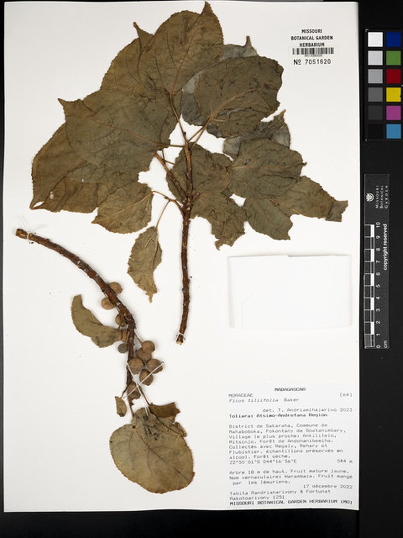 Ficus tiliifolia photo 8