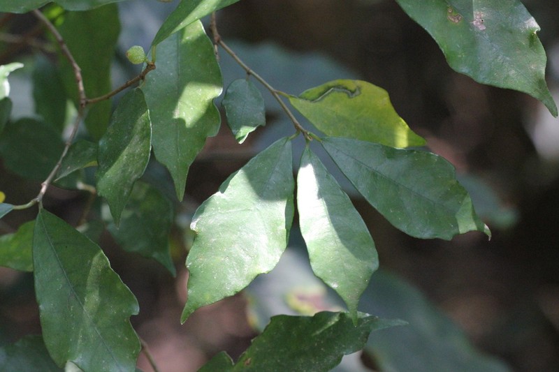 Fig photo 6