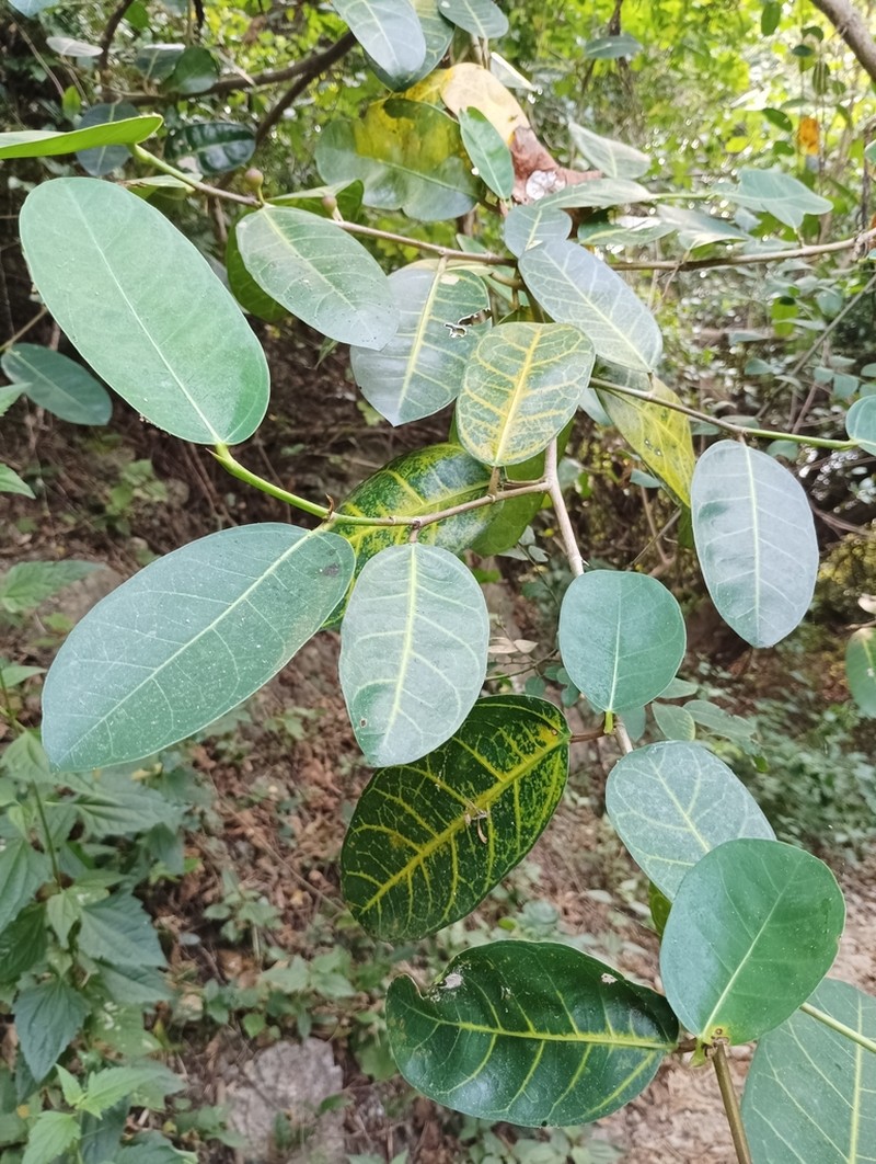 Fig photo 7