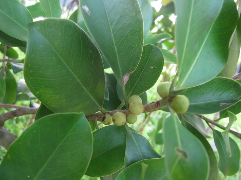 Fig photo 2