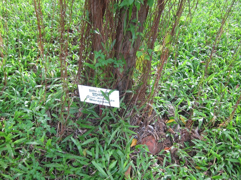 Fig photo 3