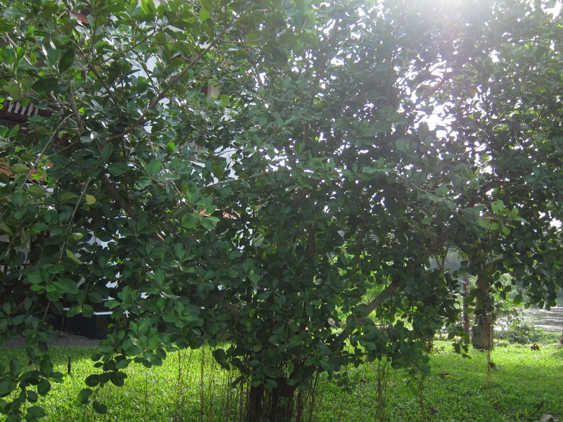 Fig photo 4