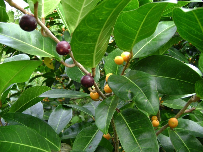 Fig